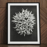 Asclepias Speciosa (showy Milkweed) - Karl Blossfeldt Art Print / Canvas Black-and-white Framed Photograph Dense Cluster Milkweed Flowers