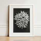 Asclepias Speciosa (showy Milkweed) - Karl Blossfeldt Art Print / Canvas Black-and-white Framed Photograph Spherical Cluster Delicate Spiky