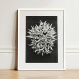 Asclepias Speciosa (showy Milkweed) - Karl Blossfeldt Art Print / Canvas Black-and-white Framed Photograph Spherical Cluster Delicate Spiky