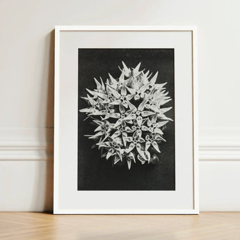 Asclepias Speciosa (showy Milkweed) - Karl Blossfeldt Art Print / Canvas Black-and-white Framed Photograph Spherical Cluster Delicate Spiky