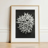 Asclepias Speciosa (showy Milkweed) - Karl Blossfeldt Art Print / Canvas Black-and-white Framed Photograph Spherical Cluster Star-shaped