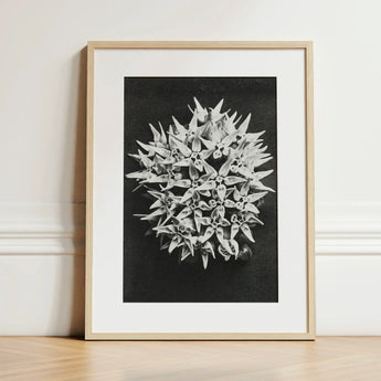 Asclepias Speciosa (showy Milkweed) - Karl Blossfeldt Art Print / Canvas Black-and-white Framed Photograph Spherical Cluster Star-shaped