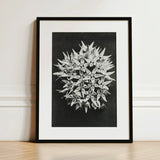 Asclepias Speciosa (showy Milkweed) - Karl Blossfeldt Art Print / Canvas Black-and-white Framed Photograph Spherical Cluster Star-shaped