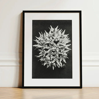 Asclepias Speciosa (showy Milkweed) - Karl Blossfeldt Art Print / Canvas Black-and-white Framed Photograph Spherical Cluster Star-shaped