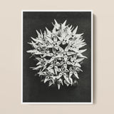 Asclepias Speciosa (showy Milkweed) - Karl Blossfeldt Art Print / Canvas Black-and-white Photographic Print Dense Cluster Star-shaped