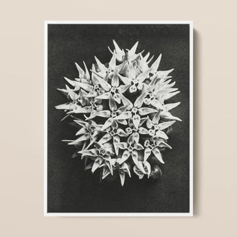 Asclepias Speciosa (showy Milkweed) - Karl Blossfeldt Art Print / Canvas Black-and-white Photographic Dense Cluster Star-shaped Flowers