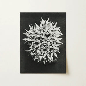 Asclepias Speciosa (showy Milkweed) - Karl Blossfeldt Art Print / Canvas Black-and-white Photographic Dense Cluster Star-shaped Milkweed