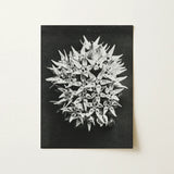 Asclepias Speciosa (showy Milkweed) - Karl Blossfeldt Art Print / Canvas Black-and-white Photographic Print Dense Cluster Star-shaped