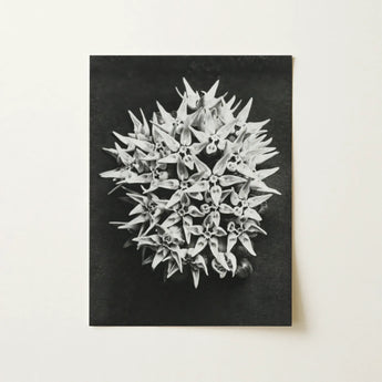 Asclepias Speciosa (showy Milkweed) - Karl Blossfeldt Art Print / Canvas Black-and-white Photographic Print Dense Cluster Star-shaped