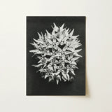 Asclepias Speciosa (showy Milkweed) - Karl Blossfeldt Art Print / Canvas Black-and-white Photographic Dense Cluster Star-shaped Milkweed