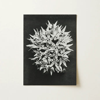 Asclepias Speciosa (showy Milkweed) - Karl Blossfeldt Art Print / Canvas Black-and-white Photographic Dense Cluster Star-shaped Milkweed
