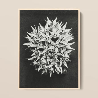 Asclepias Speciosa (showy Milkweed) - Karl Blossfeldt Art Print / Canvas Black-and-white Photographic Print Light Wood Frame Dense Cluster