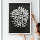 Asclepias Speciosa (showy Milkweed) - Karl Blossfeldt Art Print / Canvas Framed Black White Photograph Spiky Spherical Botanical Structure