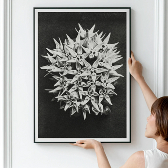 Asclepias Speciosa (showy Milkweed) - Karl Blossfeldt Art Print / Canvas Framed Black White Photograph Spiky Spherical Botanical Structure