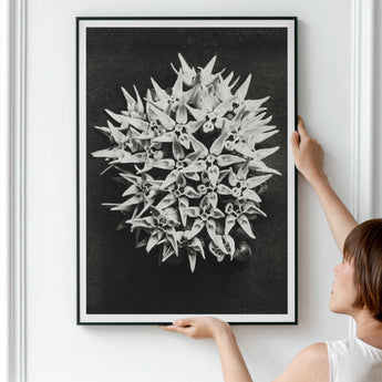 Asclepias Speciosa (showy Milkweed) - Karl Blossfeldt Art Print / Canvas Framed Black White Photograph Spiky Spherical Botanical Structure,