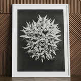 Asclepias Speciosa (showy Milkweed) - Karl Blossfeldt Art Print / Canvas White-framed Black White Photographic Print Dense Cluster