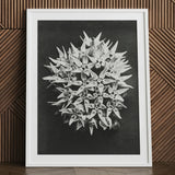 Asclepias Speciosa (showy Milkweed) - Karl Blossfeldt Art Print / Canvas White-framed Black White Photographic Dense Cluster Star-shaped,