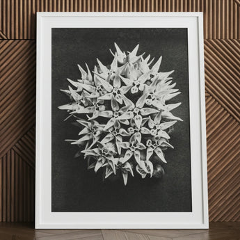 Asclepias Speciosa (showy Milkweed) - Karl Blossfeldt Art Print / Canvas White-framed Black White Photographic Dense Cluster Star-shaped,