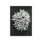 Asclepias Speciosa (showy Milkweed) - Karl Blossfeldt Art Print, Cluster White Star-shaped Flowers Photographed Black
