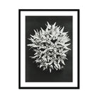 Asclepias Speciosa (showy Milkweed) - Karl Blossfeldt Art Print, Spherical Cluster Spiky White Flowers Photographed Black