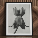 Asclepias Syriaca (common Milkweed) - Karl Blossfeldt Art Print / Canvas, 24x32’’ / 61x81cm / Black Frame / Matboard, Posters Prints &