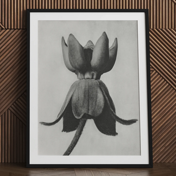 Asclepias Syriaca (common Milkweed) - Karl Blossfeldt Art Print / Canvas, 24x32’’ / 61x81cm / Black Frame / Matboard, Posters Prints &
