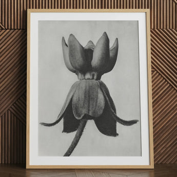Asclepias Syriaca (common Milkweed) - Karl Blossfeldt Art Print / Canvas, 24x32’’ / 61x81cm / Natural Frame / Matboard, Posters Prints &