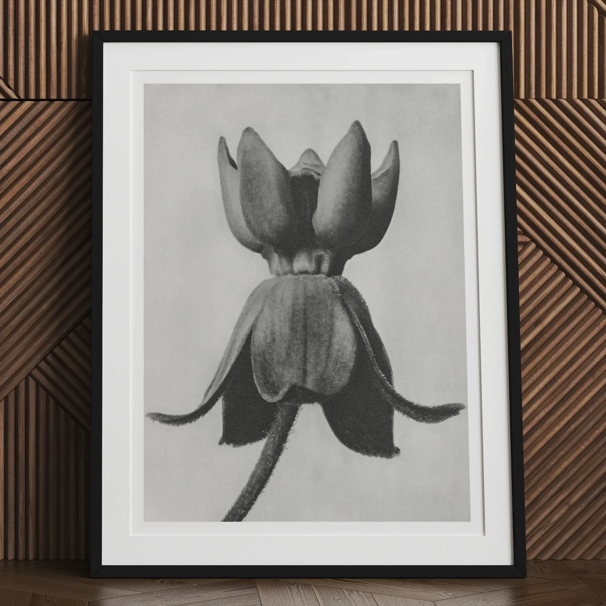 Asclepias Syriaca (common Milkweed) Karl Blossfeldt Art Print, 24x32’’ / 61x81cm / Unframed, Black White Photograph Tulip Flower Bloom
