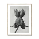 Asclepias Syriaca (common Milkweed) - Karl Blossfeldt Art Print, Black White Photograph Flower Petals Spread Outward