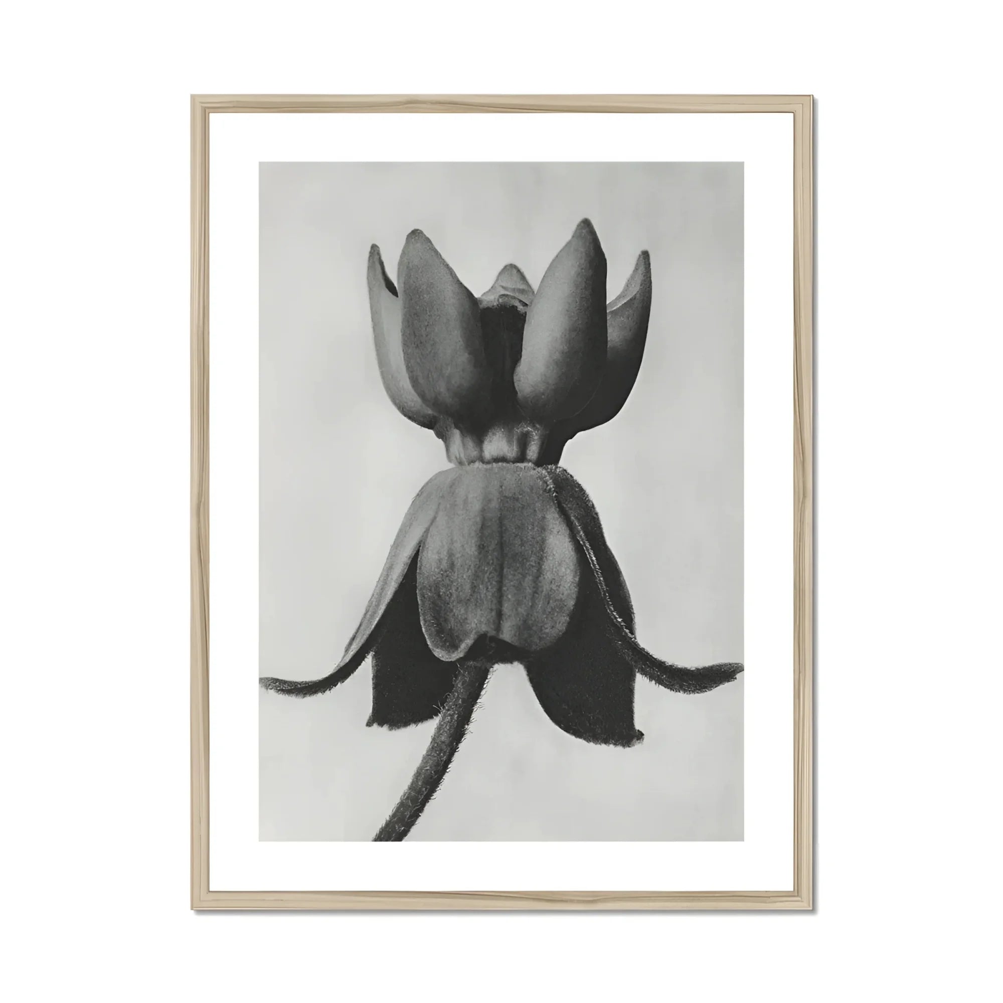 Asclepias Syriaca (common Milkweed) - Karl Blossfeldt Art Print, Black White Photograph Flower Petals Spread Outward