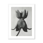 Asclepias Syriaca (common Milkweed) - Karl Blossfeldt Art Print, Black White Photograph Flower Pointed Petals