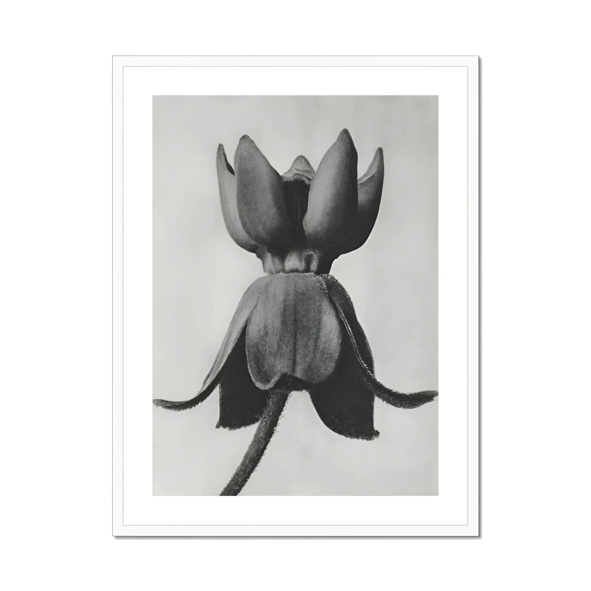 Asclepias Syriaca (common Milkweed) - Karl Blossfeldt Art Print, Black White Photograph Flower Pointed Petals
