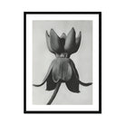Asclepias Syriaca (common Milkweed) - Karl Blossfeldt Art Print, Black White Photograph Lotus Water Lily Seed Pod