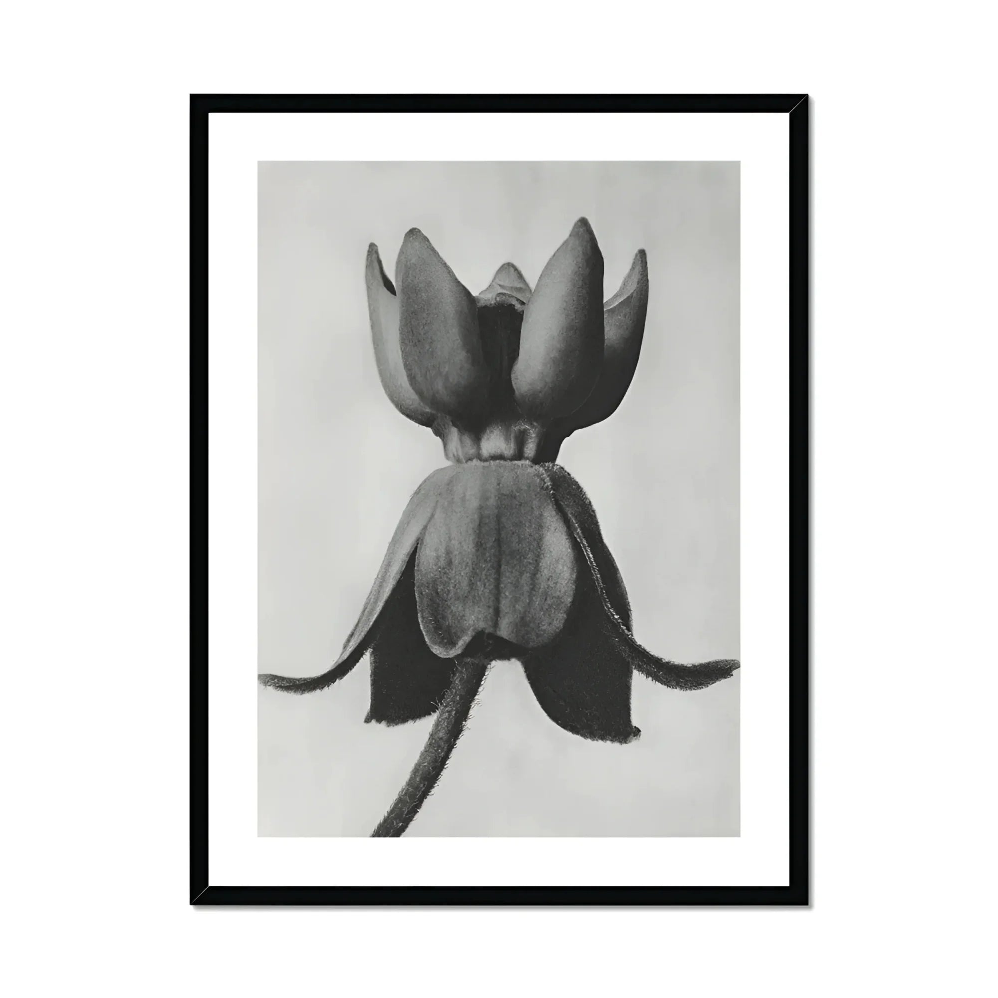 Asclepias Syriaca (common Milkweed) - Karl Blossfeldt Art Print, Black White Photograph Lotus Water Lily Seed Pod