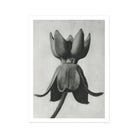 Asclepias Syriaca (common Milkweed) - Karl Blossfeldt Art Print, Black White Photograph Tulip Flower Open Petals