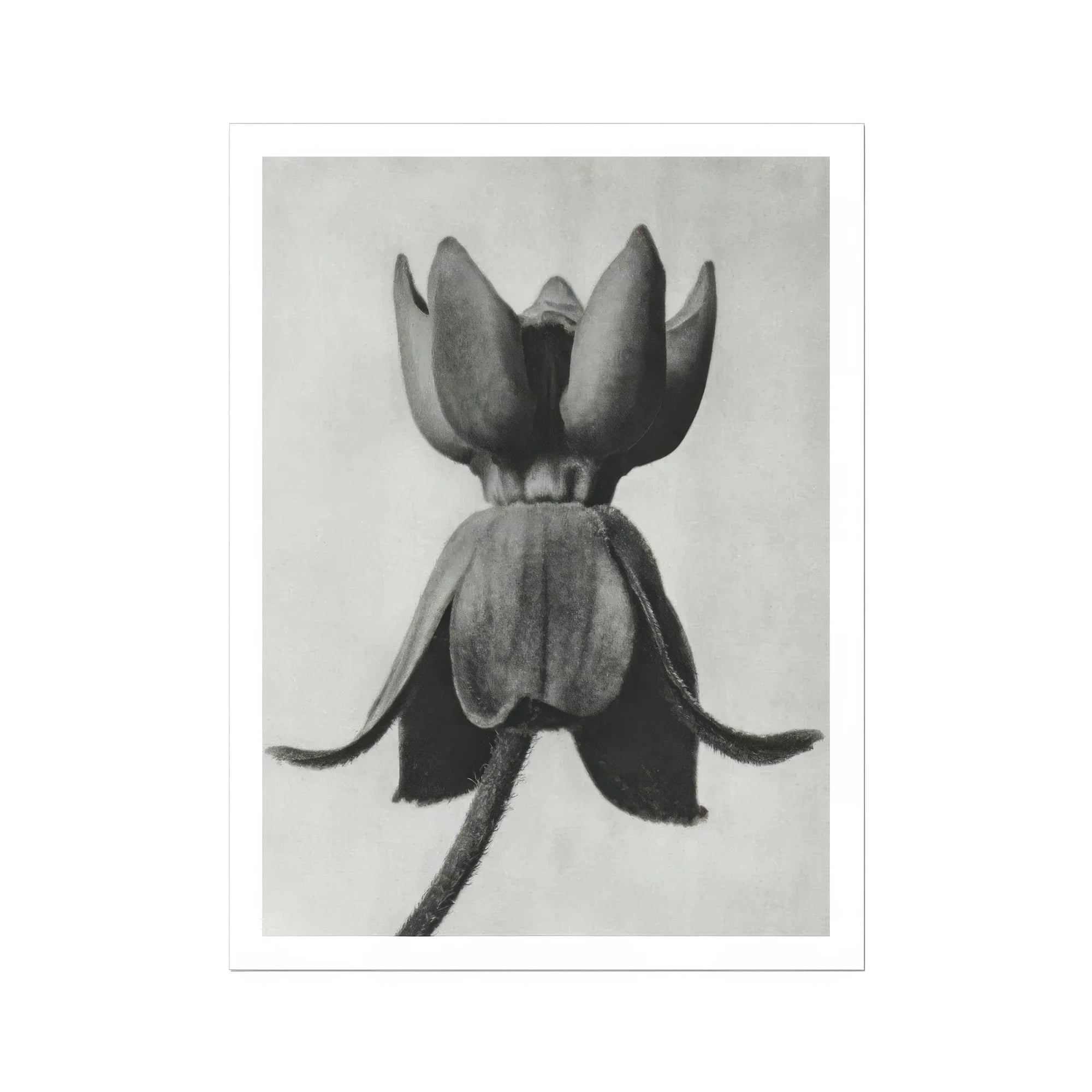 Asclepias Syriaca (common Milkweed) - Karl Blossfeldt Art Print, Black White Photograph Tulip Flower Open Petals