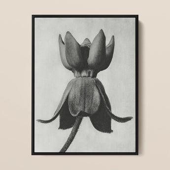 Asclepias Syriaca (common Milkweed) - Karl Blossfeldt Art Print / Canvas, 12x16’’ / 31x41cm / Black Frame, Posters Prints & Visual Artwork,
