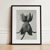 Asclepias Syriaca (common Milkweed) - Karl Blossfeldt Art Print / Canvas, 12x16’’ / 31x41cm / Black Frame / Matboard, Posters Prints &