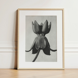 Asclepias Syriaca (common Milkweed) - Karl Blossfeldt Art Print / Canvas, 12x16’’ / 31x41cm / Natural Frame / Matboard, Posters Prints &