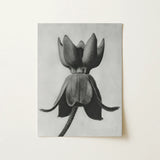 Asclepias Syriaca (common Milkweed) - Karl Blossfeldt Art Print / Canvas, 12x16’’ / 31x41cm / Unframed / no Border, Posters Prints & Visual