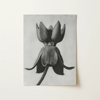 Asclepias Syriaca (common Milkweed) - Karl Blossfeldt Art Print / Canvas, 12x16’’ / 31x41cm / Unframed / no Border, Posters Prints & Visual