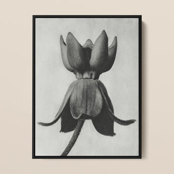 Asclepias Syriaca (common Milkweed) - Karl Blossfeldt Art Print / Canvas Black-framed Charcoal Closed Flower Bud Detailed Texture Karl