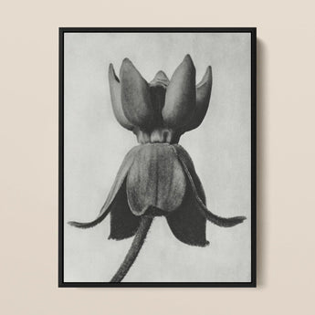 Asclepias Syriaca (common Milkweed) - Karl Blossfeldt Art Print / Canvas Black-framed Charcoal Closed Flower Bud Detailed Texture,