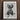 Black-framed Art Print Detailed Charcoal Sketch Upside-down Flower Karl Blossfeldt, Asclepias Syriaca, Otherworldly Sculpture