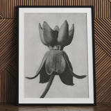 Asclepias Syriaca (common Milkweed) - Karl Blossfeldt Art Print / Canvas Black-framed Detailed Charcoal Sketch Upside-down Flower,