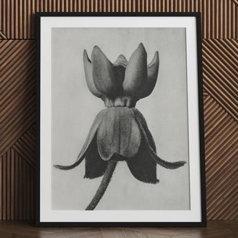 Asclepias Syriaca (common Milkweed) - Karl Blossfeldt Art Print / Canvas Black-framed Detailed Charcoal Sketch Upside-down Flower,