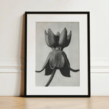 Asclepias Syriaca (common Milkweed) - Karl Blossfeldt Art Print / Canvas Black-framed Monochrome Photograph Unopened Flower Bud,
