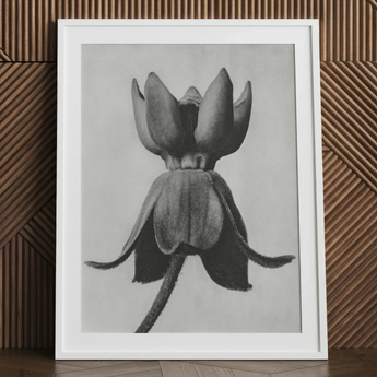 Asclepias Syriaca (common Milkweed) - Karl Blossfeldt Art Print / Canvas Black-and-white Framed Botanical Print Detailed Textured Flower