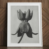 Asclepias Syriaca (common Milkweed) - Karl Blossfeldt Art Print / Canvas Black-and-white Framed Botanical Detailed Textured Flower Bud,