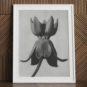 Asclepias Syriaca (common Milkweed) - Karl Blossfeldt Art Print / Canvas Black-and-white Framed Botanical Detailed Textured Flower Bud,